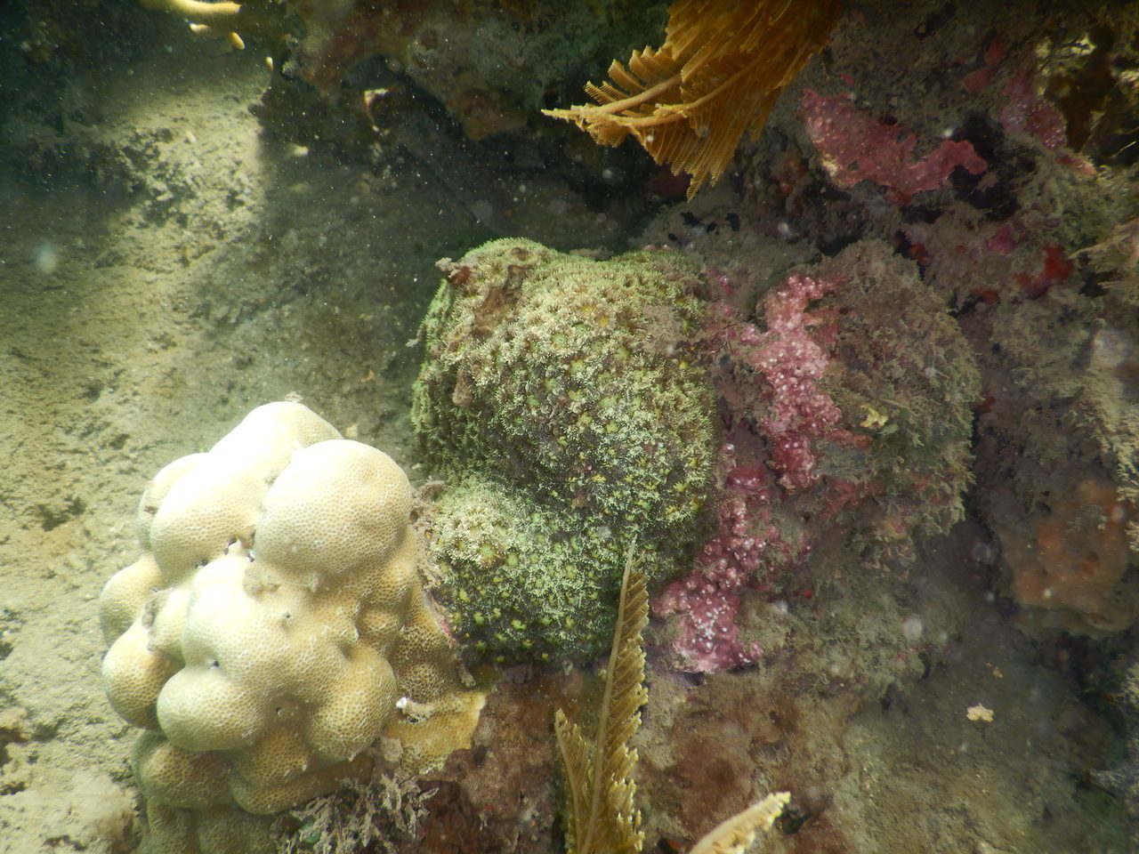 Omani Pineapple Coral