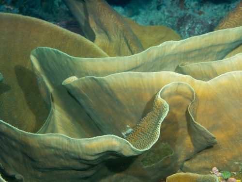 Turbinaria