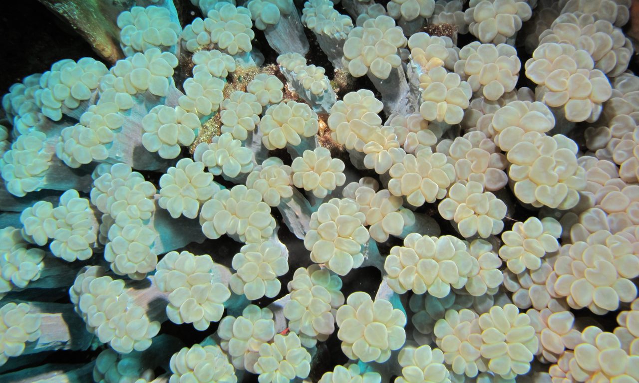 Branching Bubble Coral
