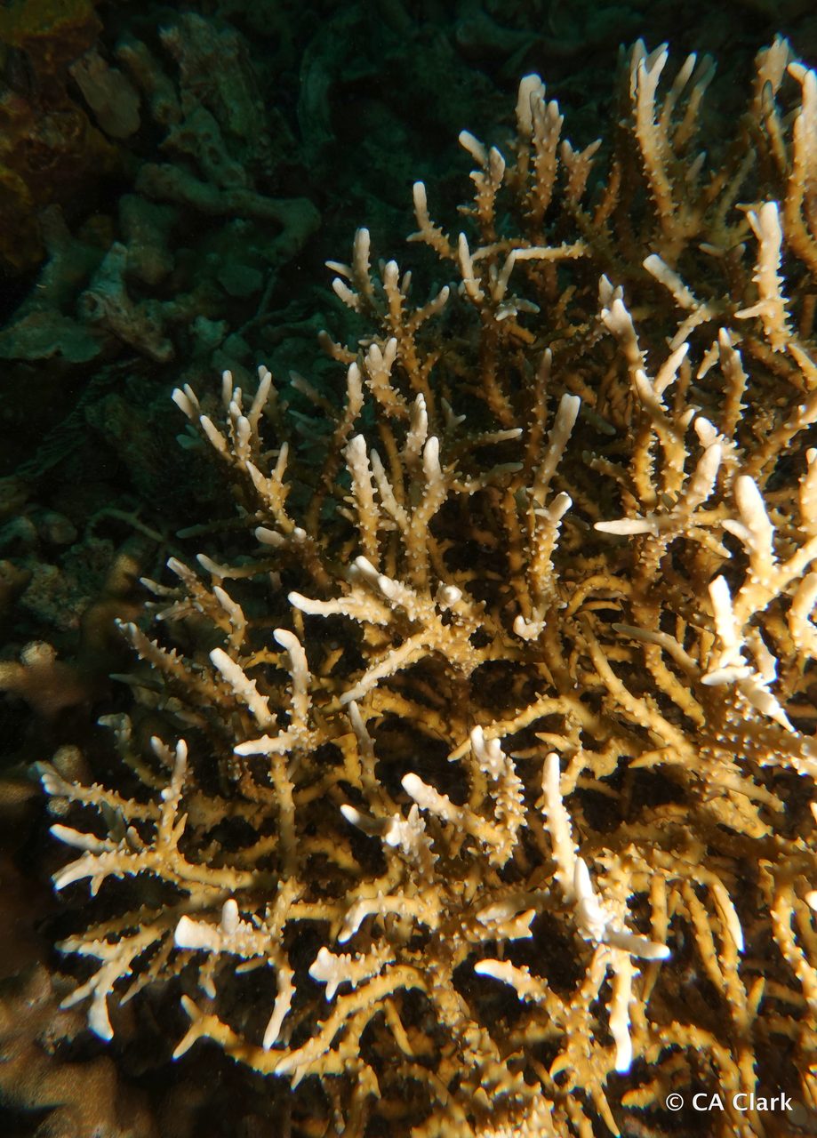 Anacropora