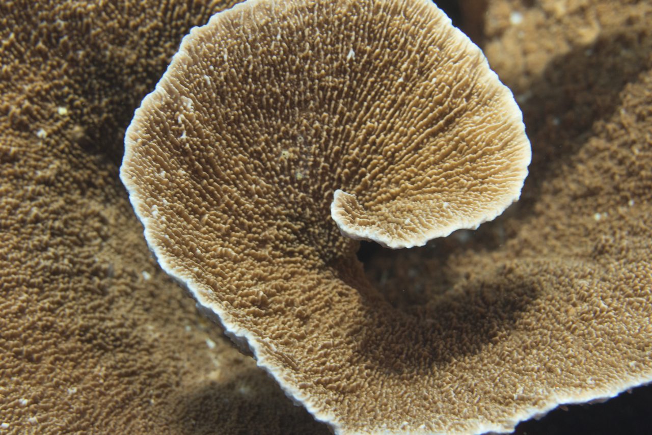 Blainville's Montipora