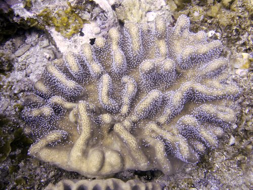Thick Finger Leather Coral