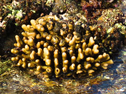 Smooth Cauliflower Coral