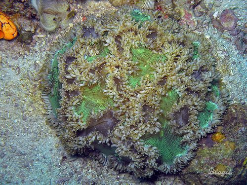 Elegance Coral