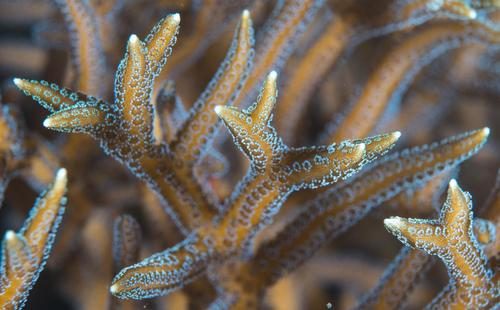 Star Coral
