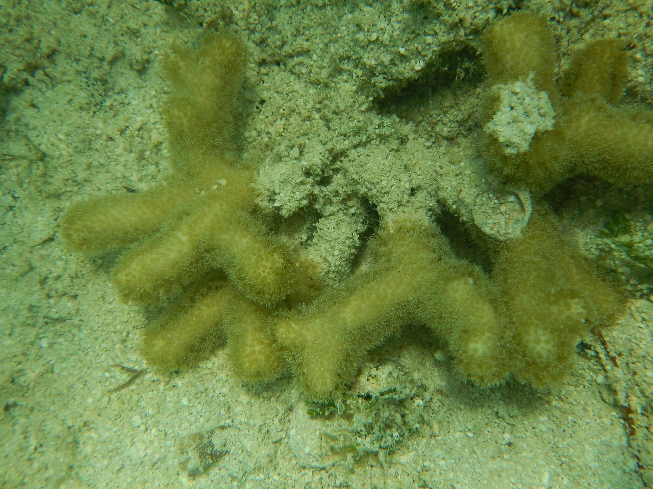 Small Finger Coral