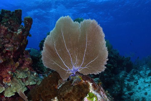 Sea Fan Gorgonian