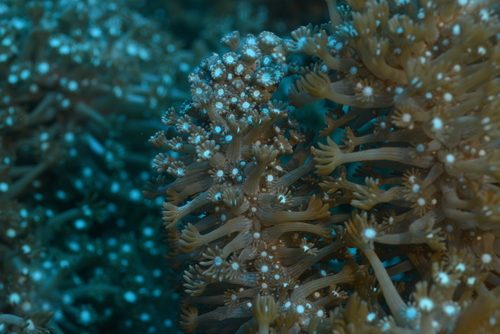 Catala's Star Coral