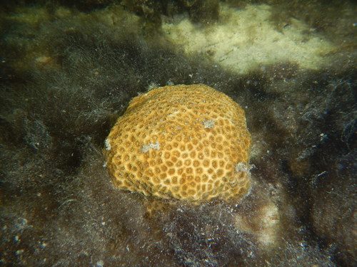 Golfball Coral