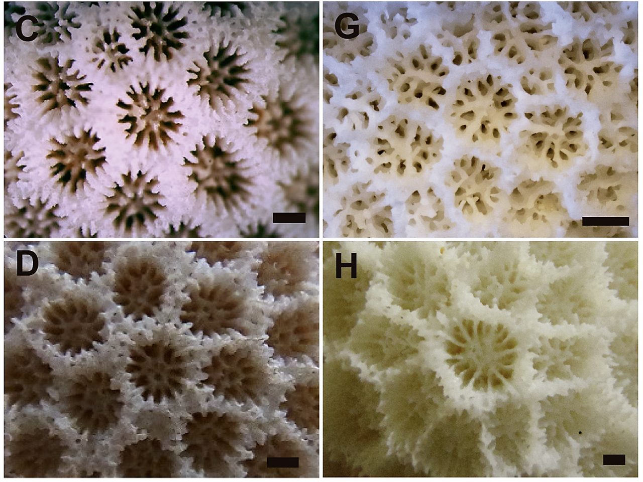 Small Flowerpot Coral