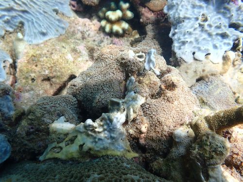 Stalked Flowerpot Coral