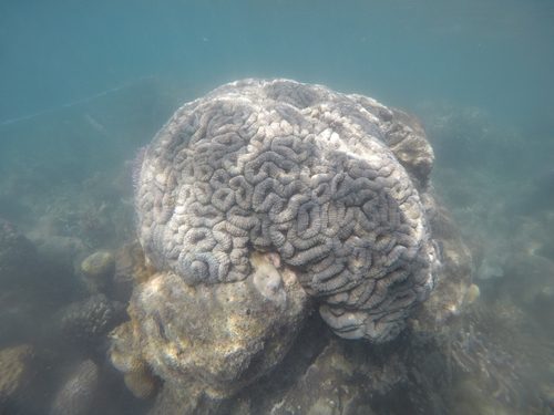 Lobed Brain Coral