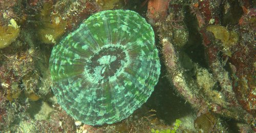 Torn Donut Coral