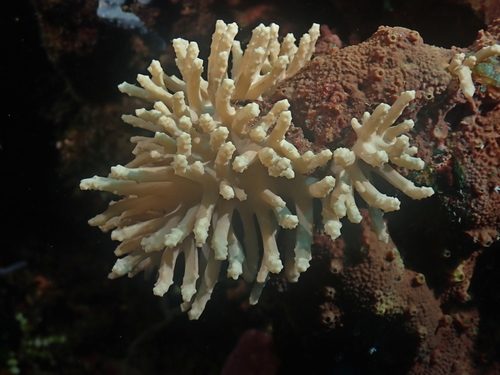 Finger Soft Coral