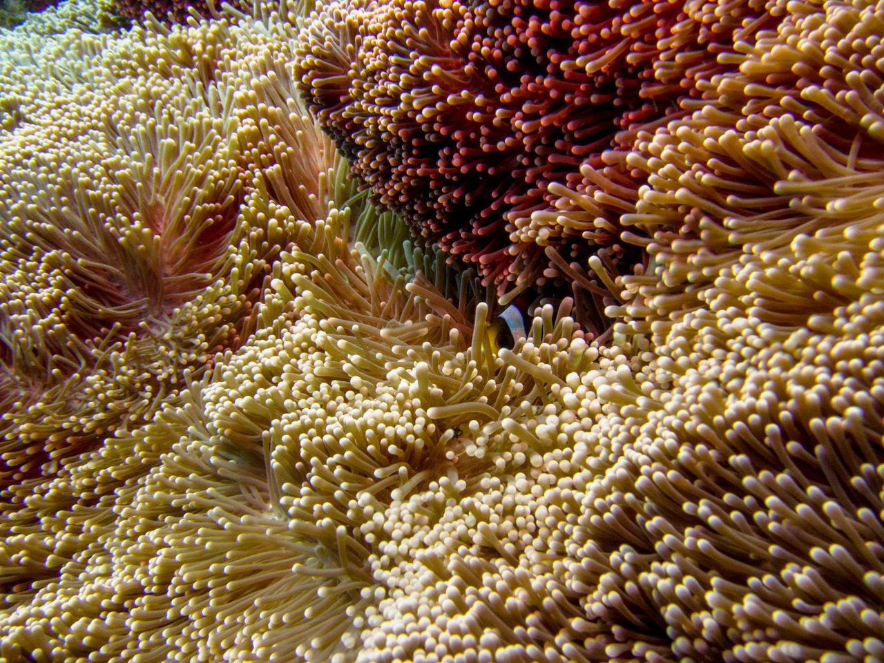 Carpet Anemone