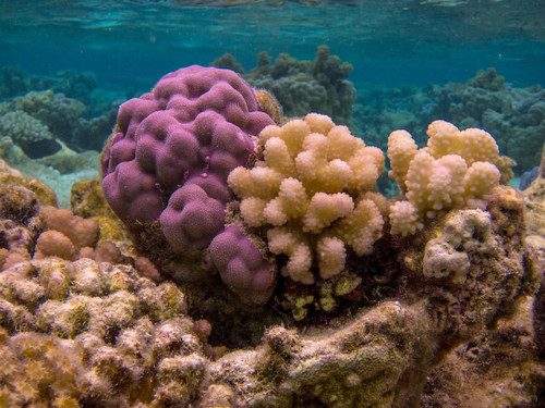 Rasp Coral