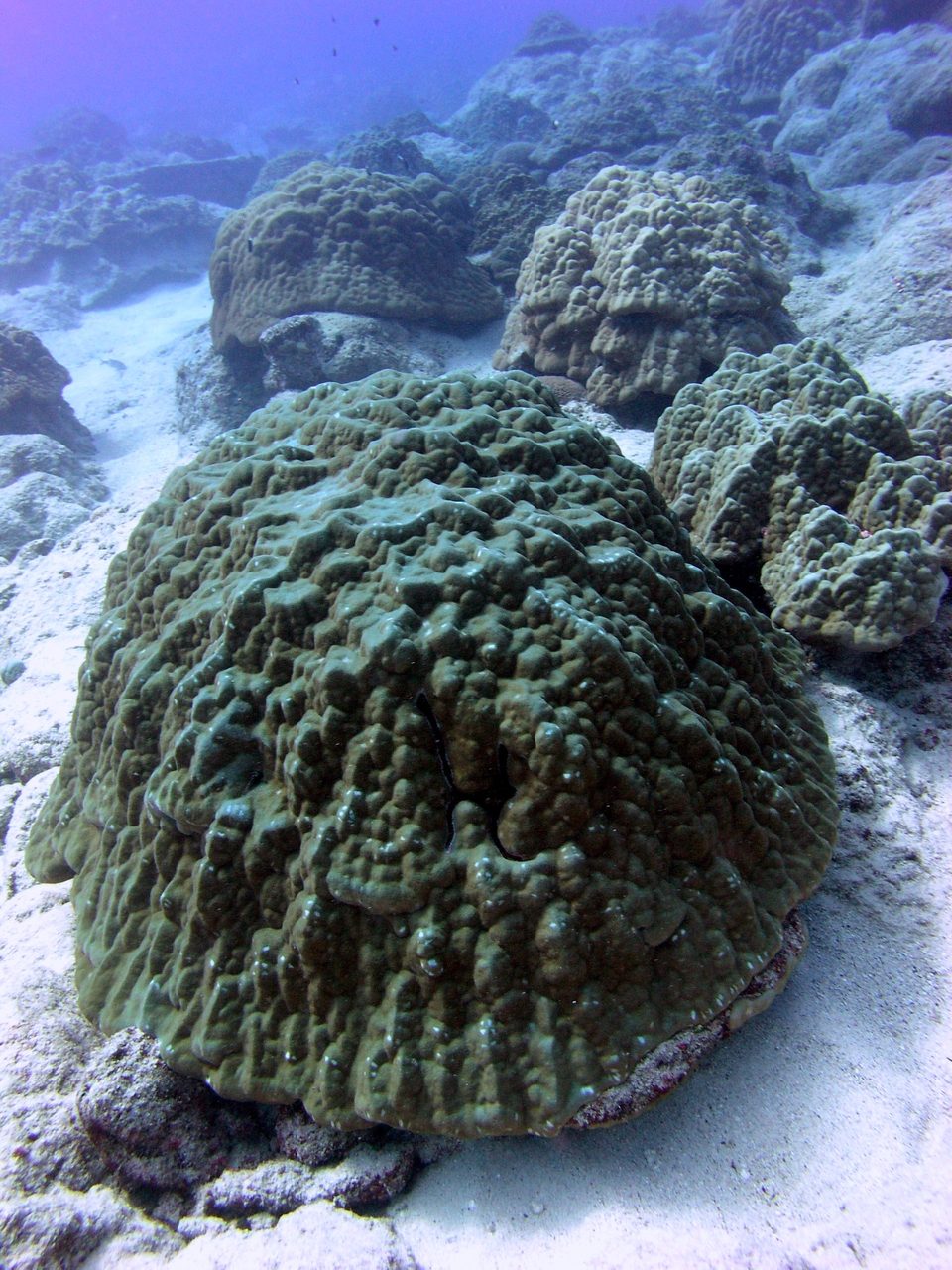 Massive Porites