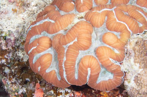 Plate Brain Coral