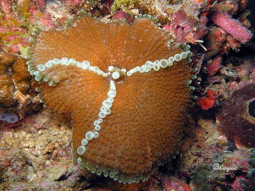 Sunburst Ricordea