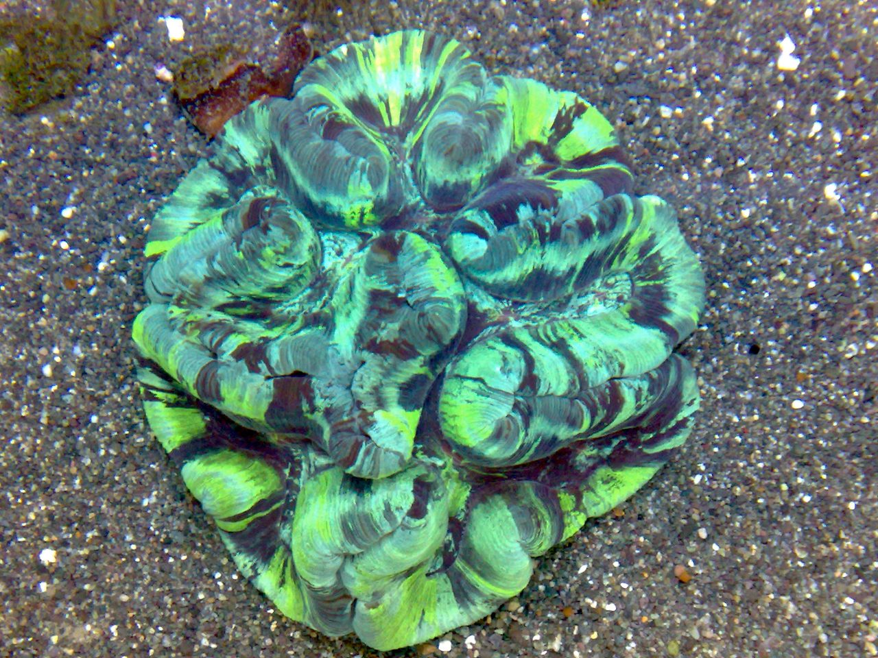 Constricted Brain Coral