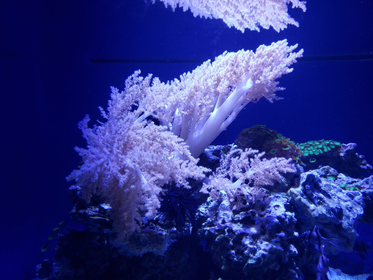 Kenya Tree Coral