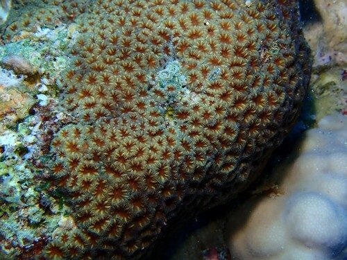 Loya's Pineapple Coral
