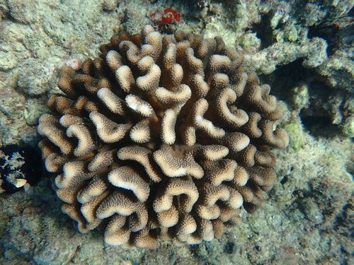 Cauliflower Coral