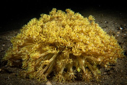 Stokes' Flowerpot Coral