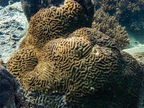 Straight Brain Coral