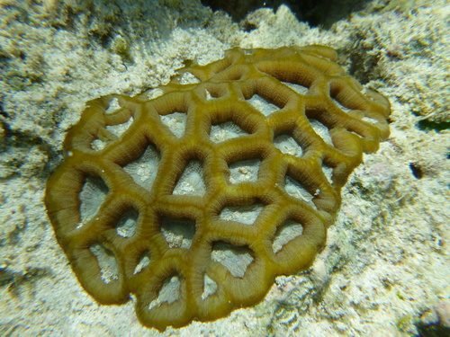 Massive Star Coral