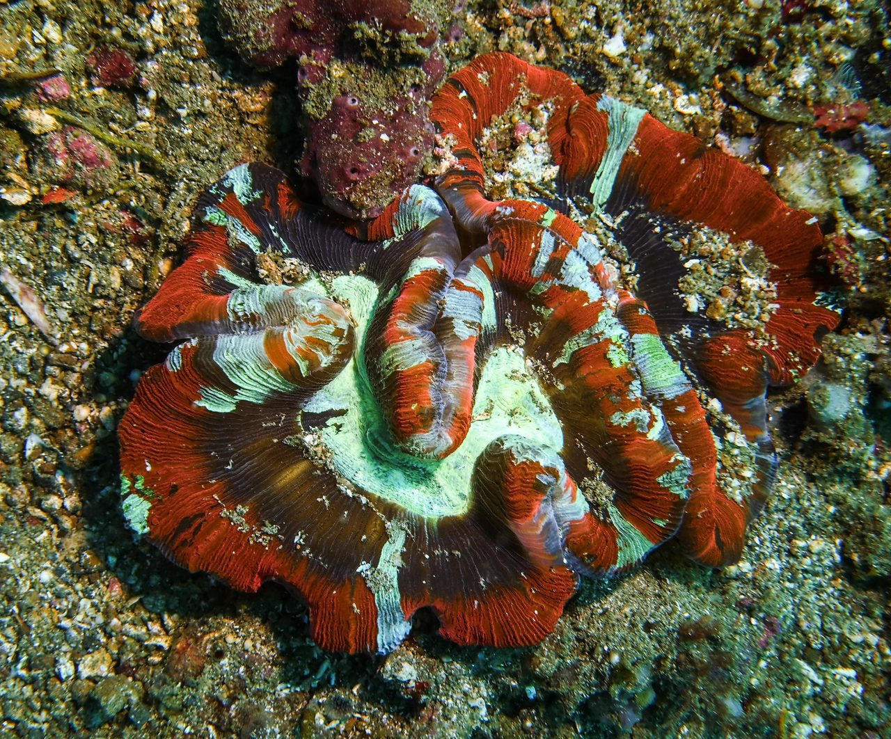 Chipola Brain Coral