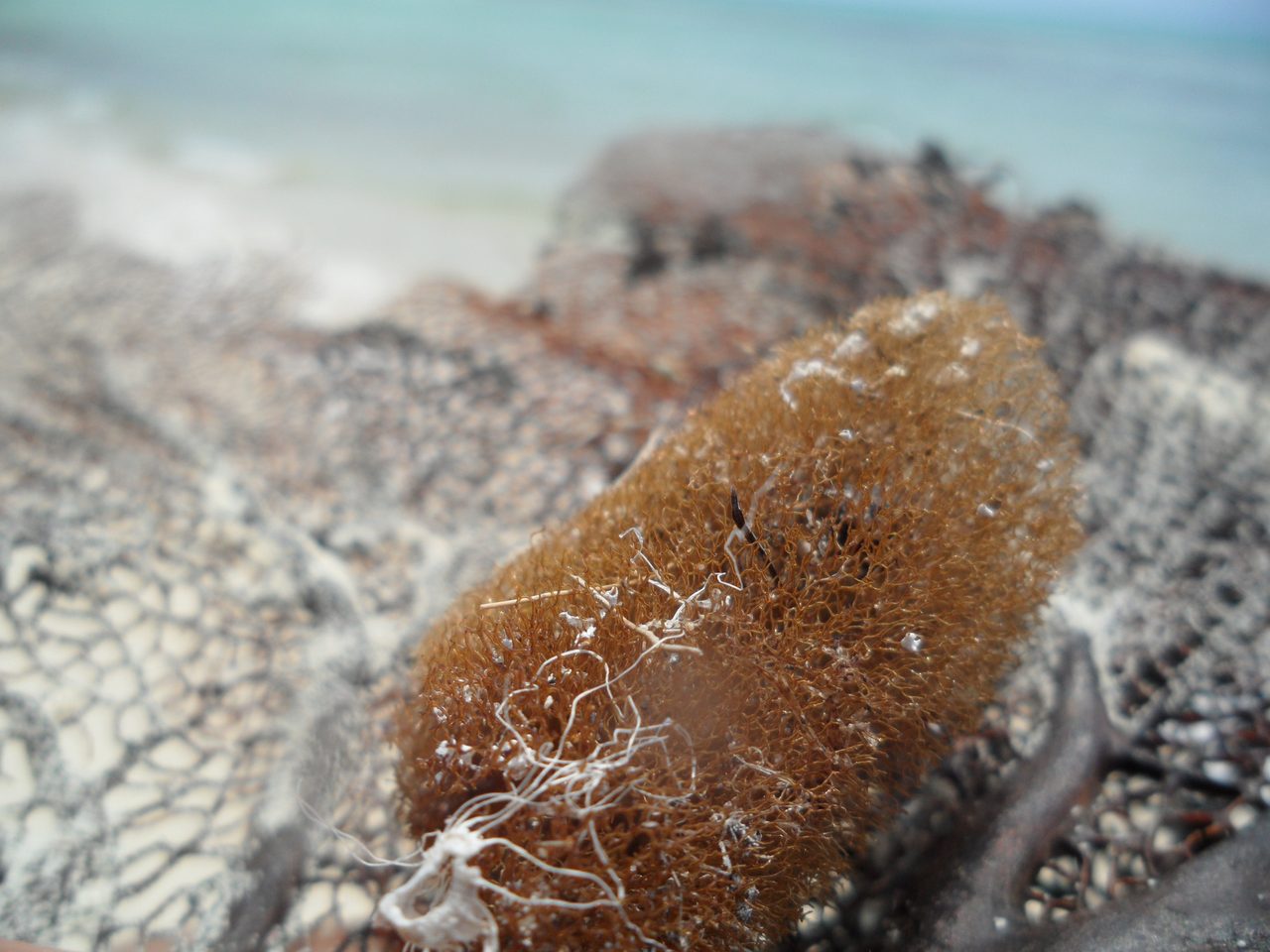 Fan Finger Coral