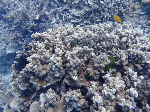 Plate and Pillar Coral