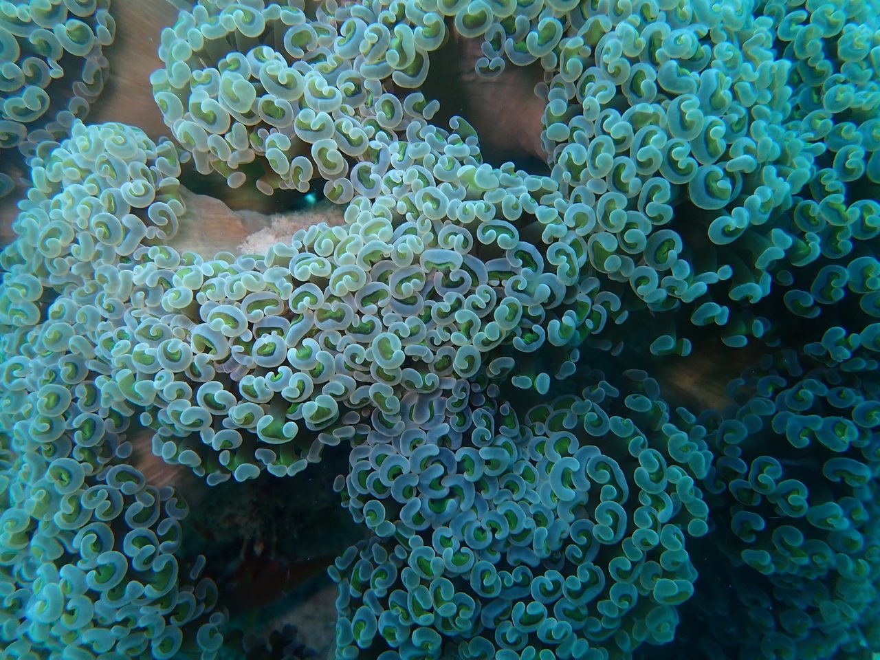 Dana's Torch Coral