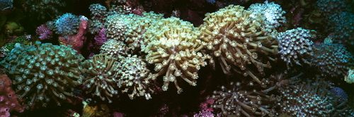 Pandora Flowerpot Coral