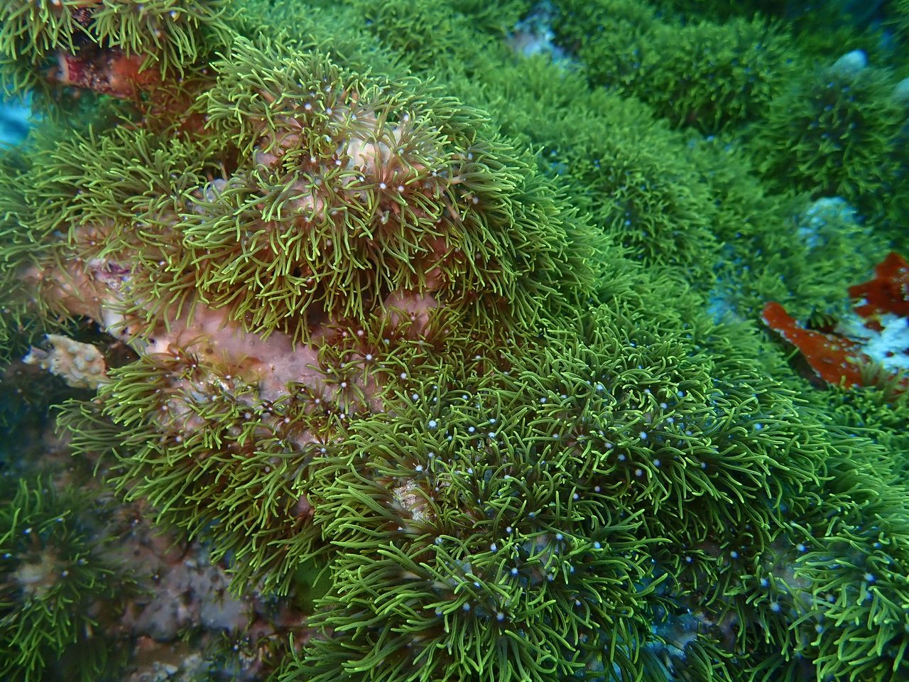 Violet Finger Coral