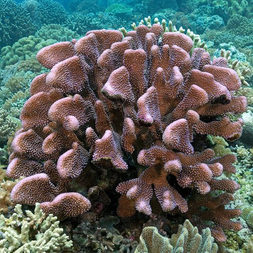 Antler Coral