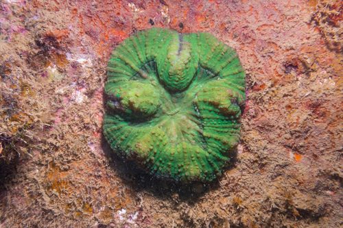 Fijian Brain Coral