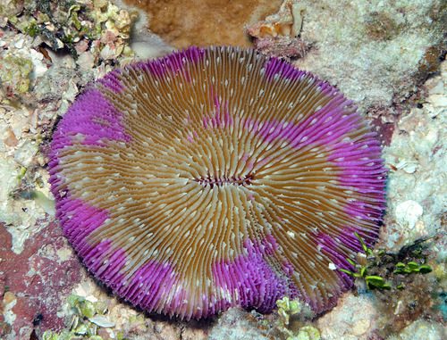 Common Disc Coral
