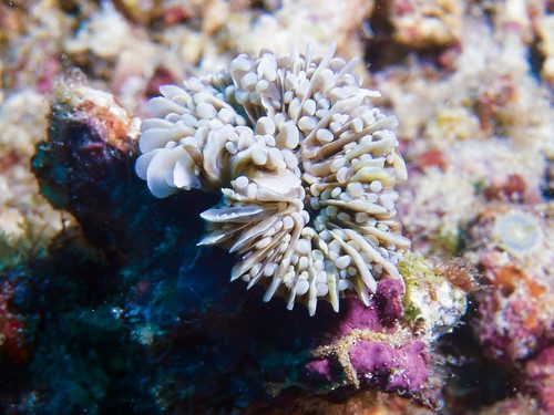 Grape Coral