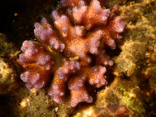 Cauliflower Coral