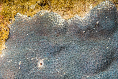 Leptastrea