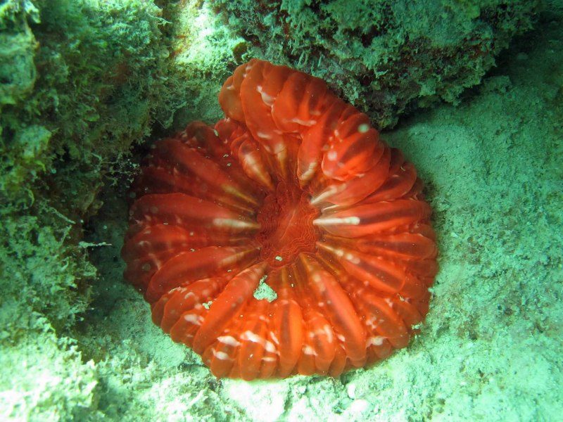 Makassar Button Coral