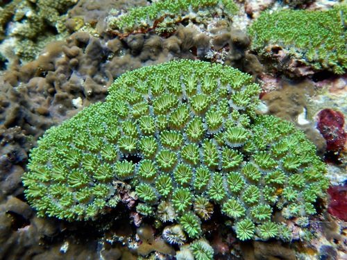 Galaxea Coral