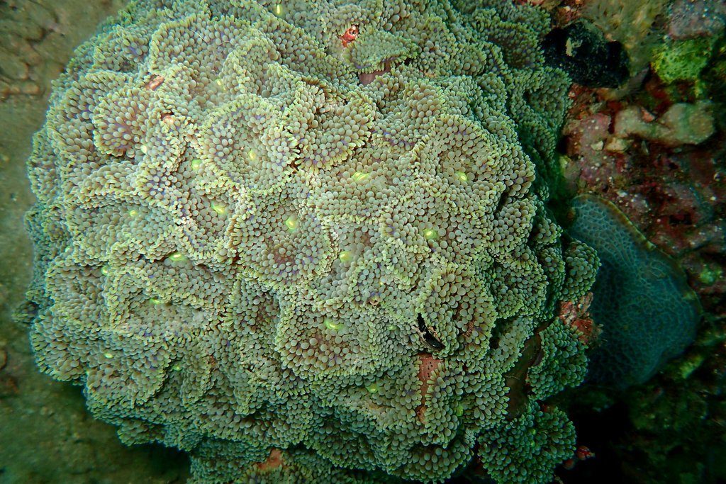 Neon Ricordea Florida