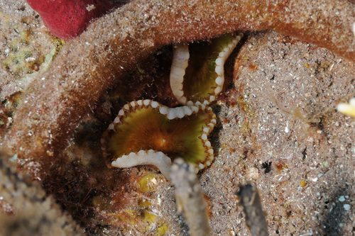 Grandis Palythoa