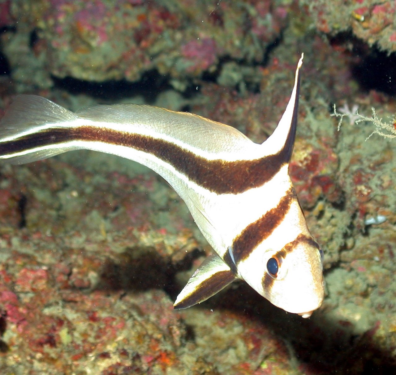 Jackknife Fish