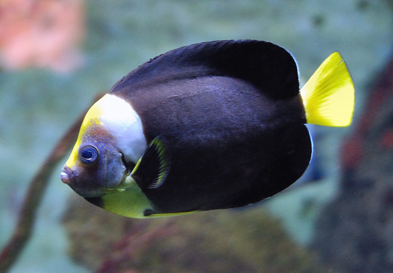 False Personifer Angelfish