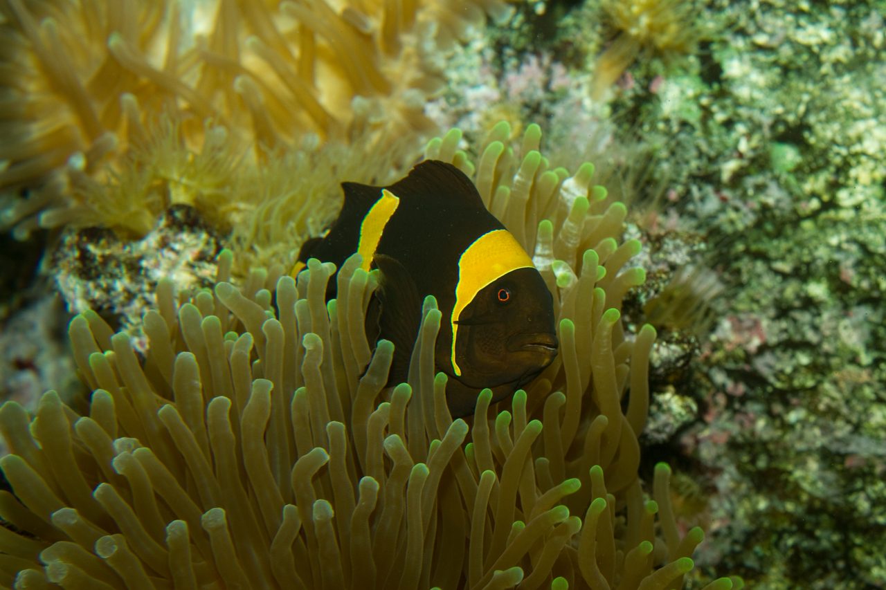 Lightning Maroon Clownfish