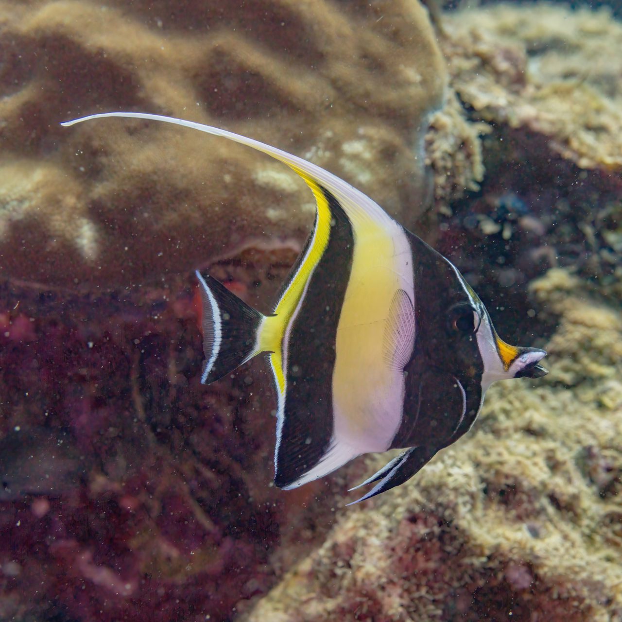 Moorish Idol